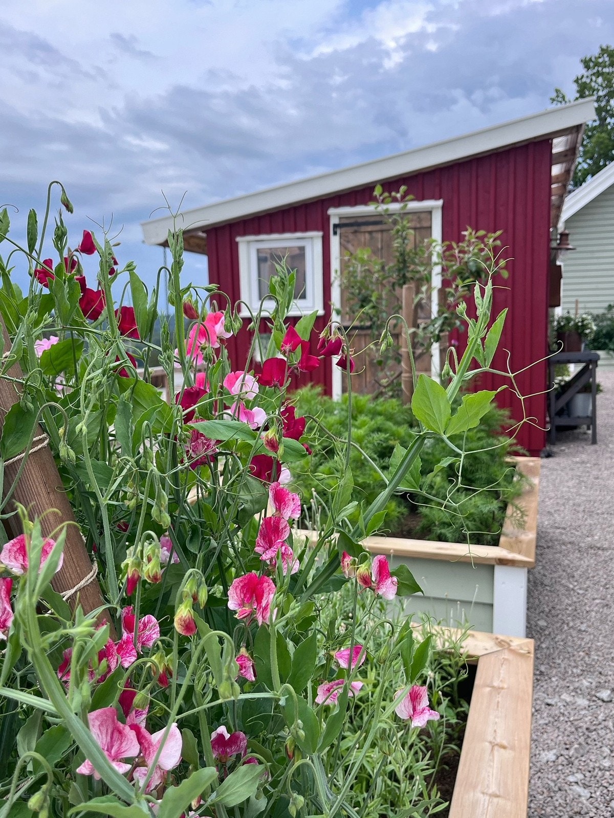 Blomster fra hagekassene. Private bilder. Galleribilde