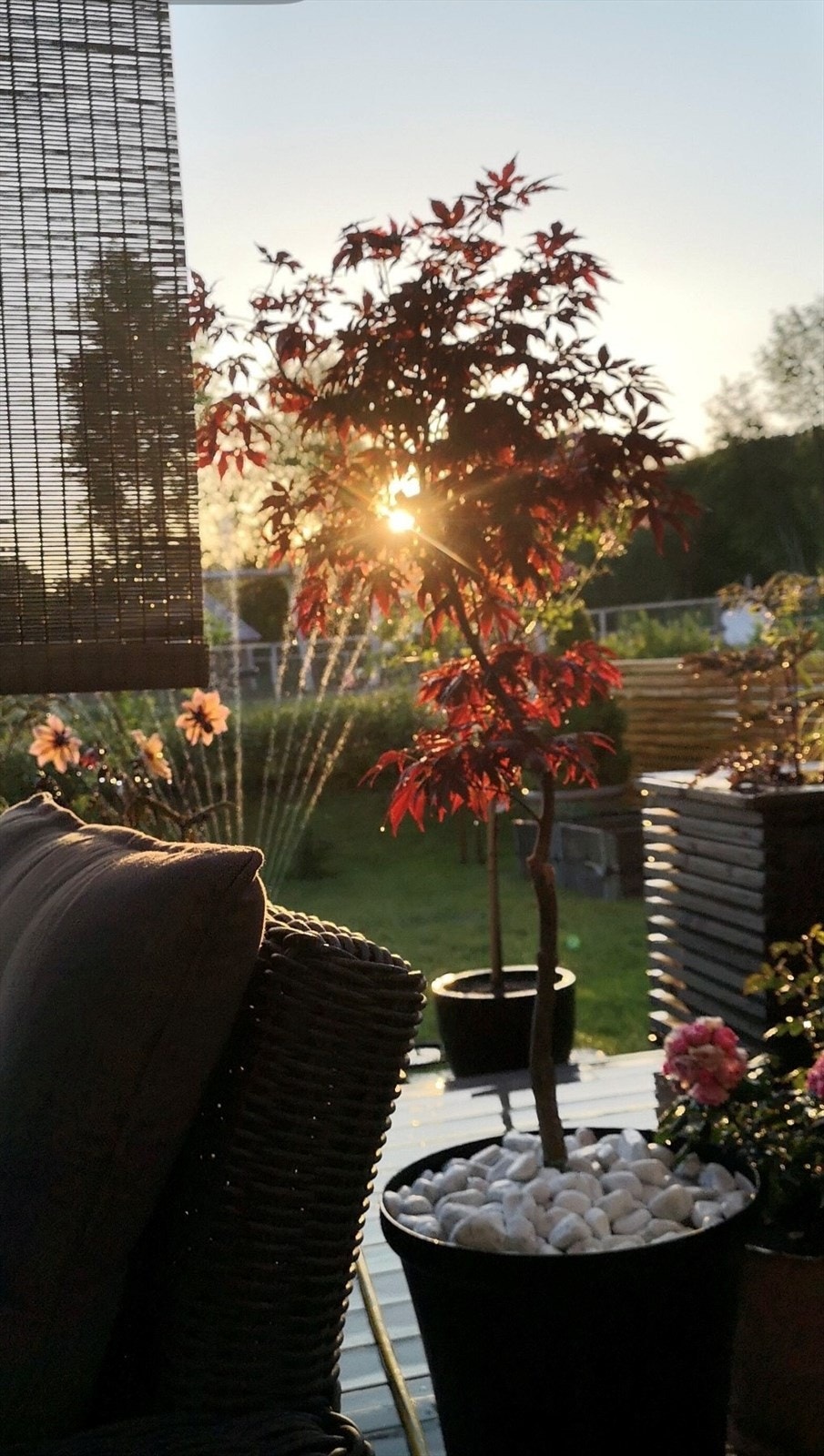 sommerbilde Galleribilde