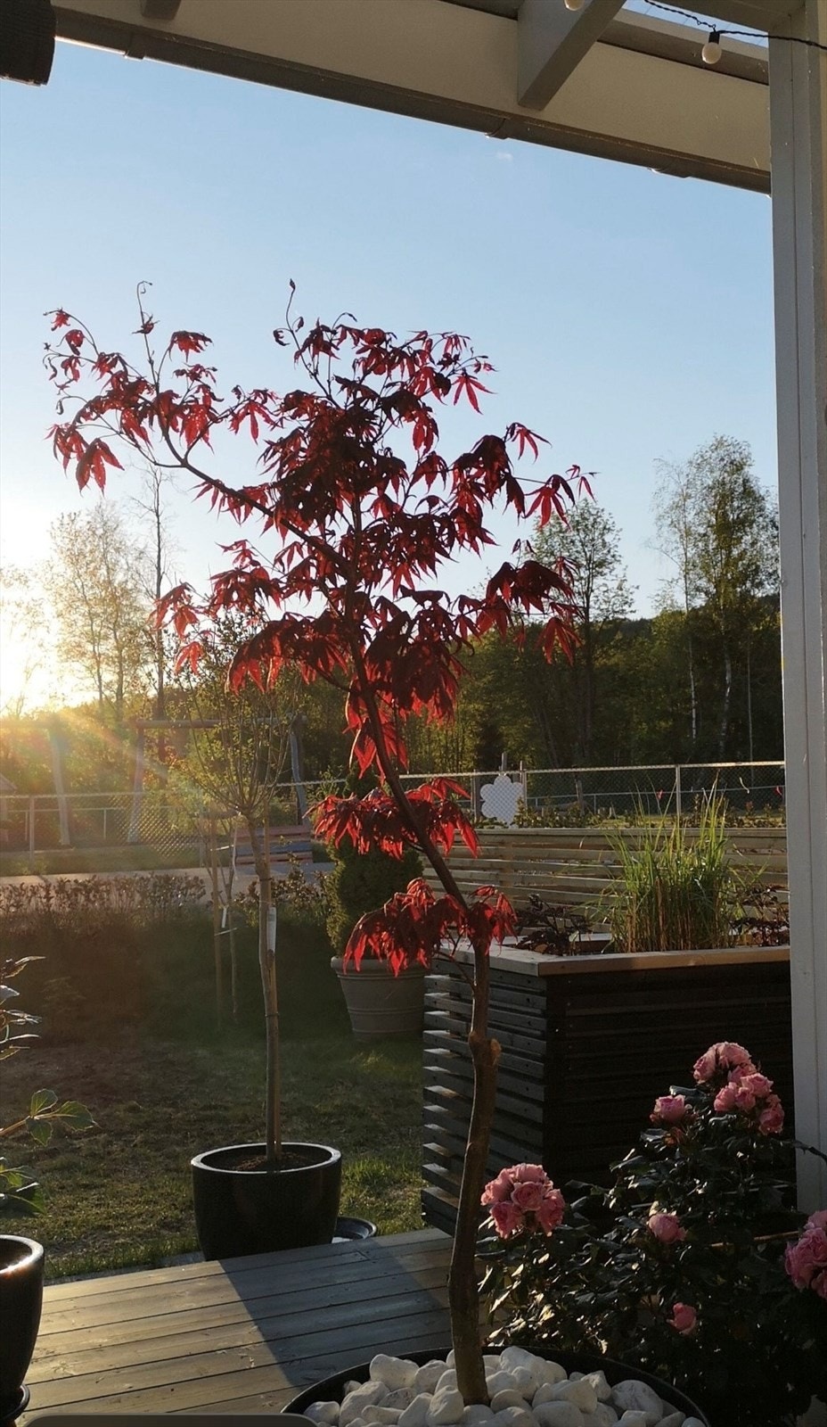 sommerbilde Galleribilde