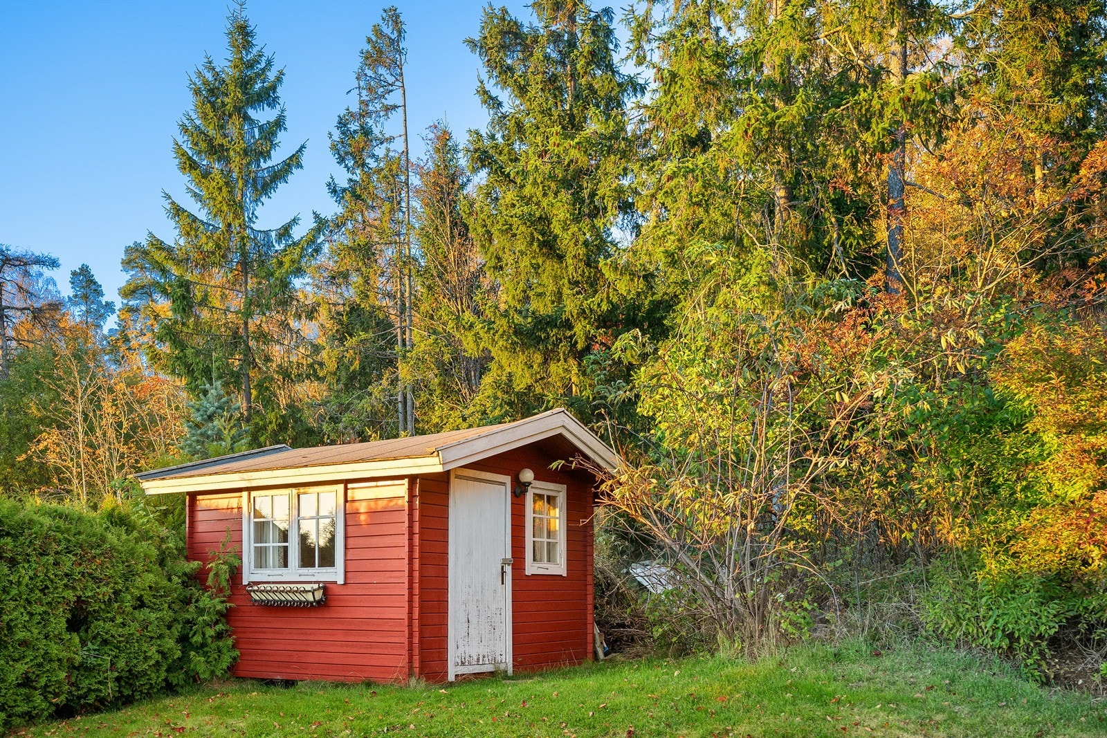 Dukkestue med skogen i bakkant Galleribilde