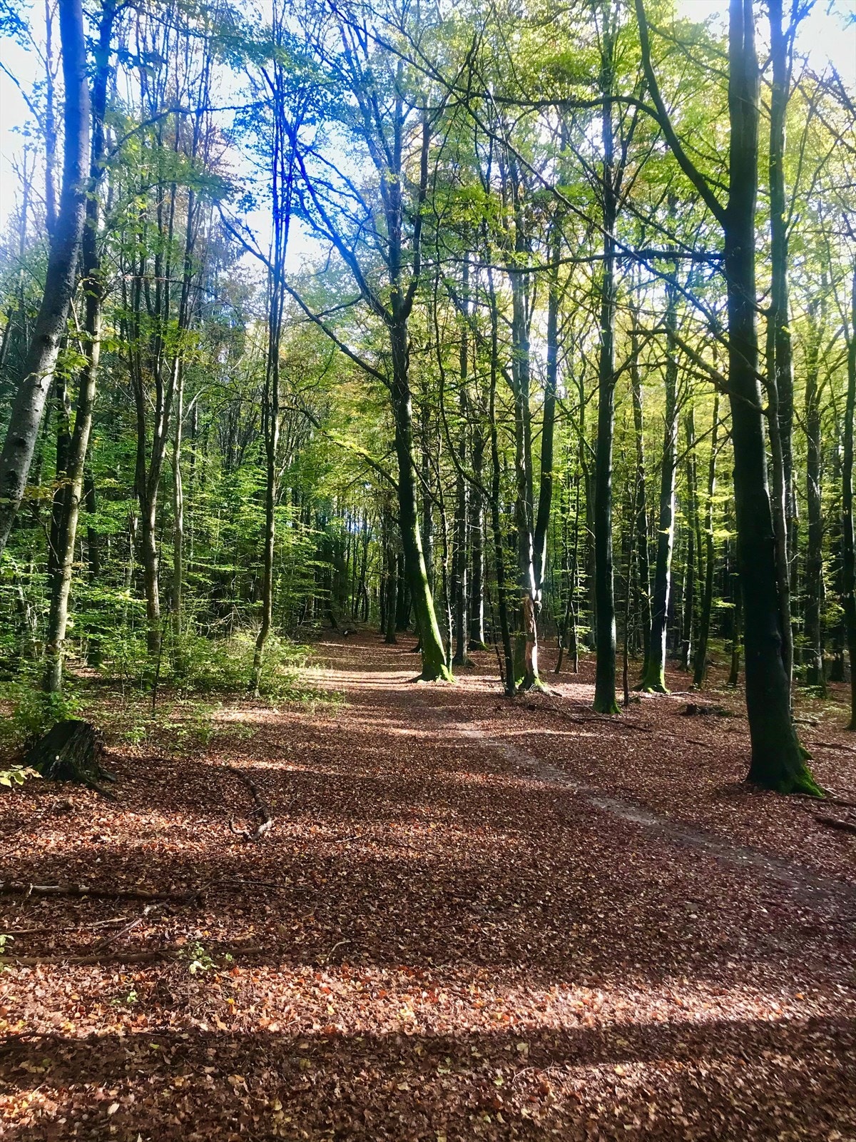 Teieskogen tilbyr flotte rekreasjonsmuligheter året rundt! Galleribilde