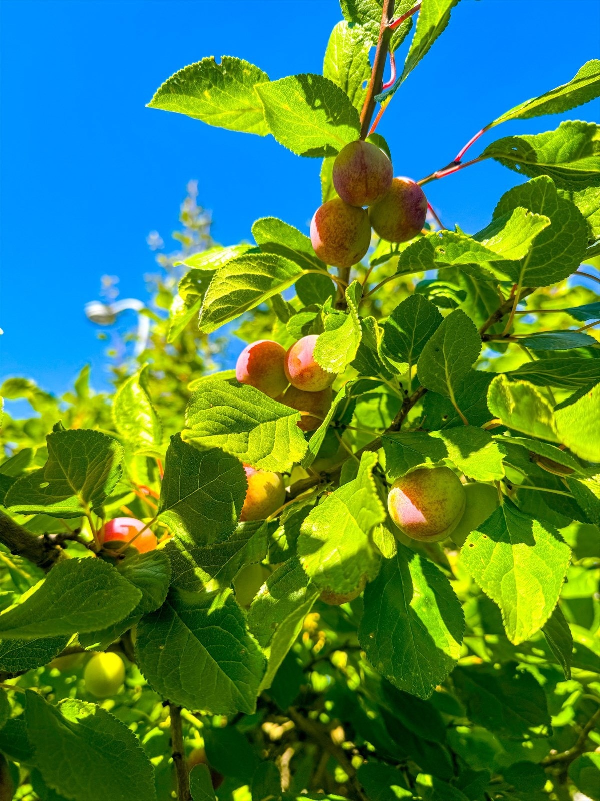 Flotte plommetrær blomstrer og bærer frukt på sommeren. Galleribilde