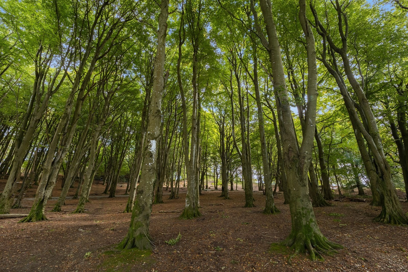 Bare tre kvartaler unna boligen finner du Vålandsskogen, som kan lede deg videre til Mosvannet og Gamlingen Galleribilde