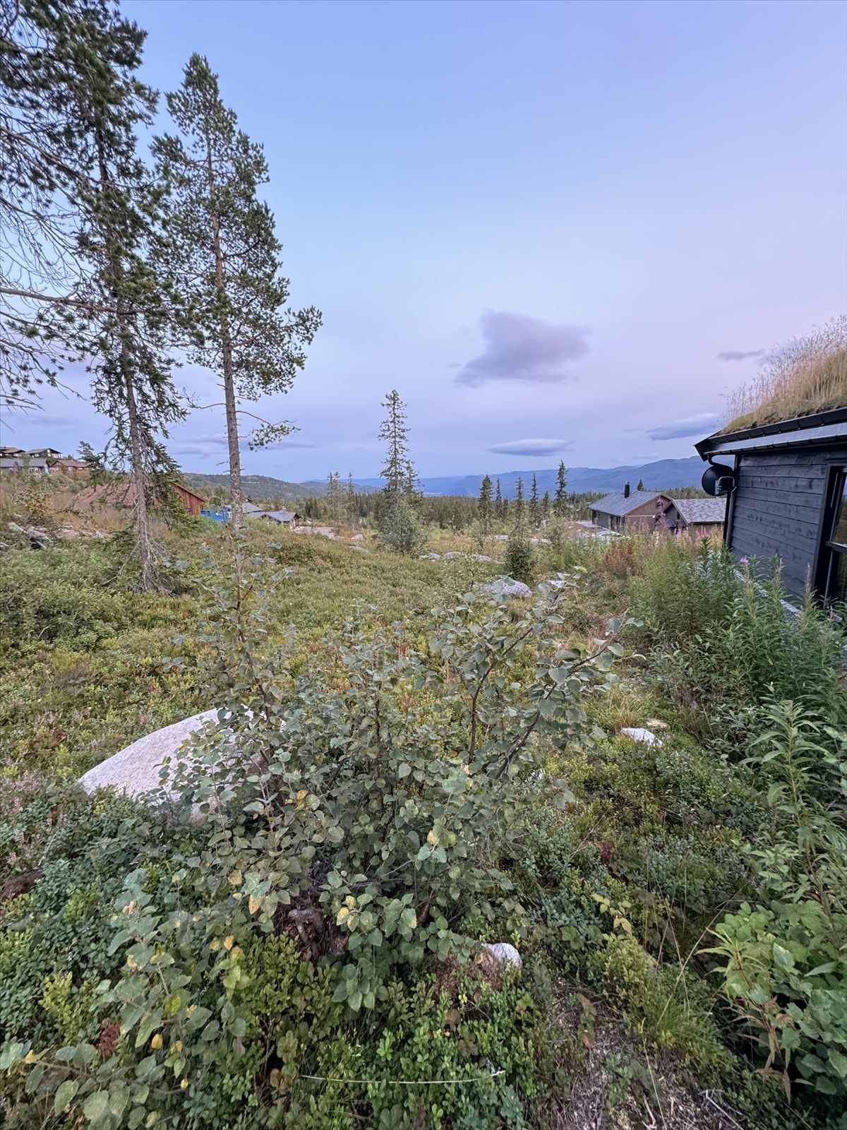 Selgers bilde. Galleribilde