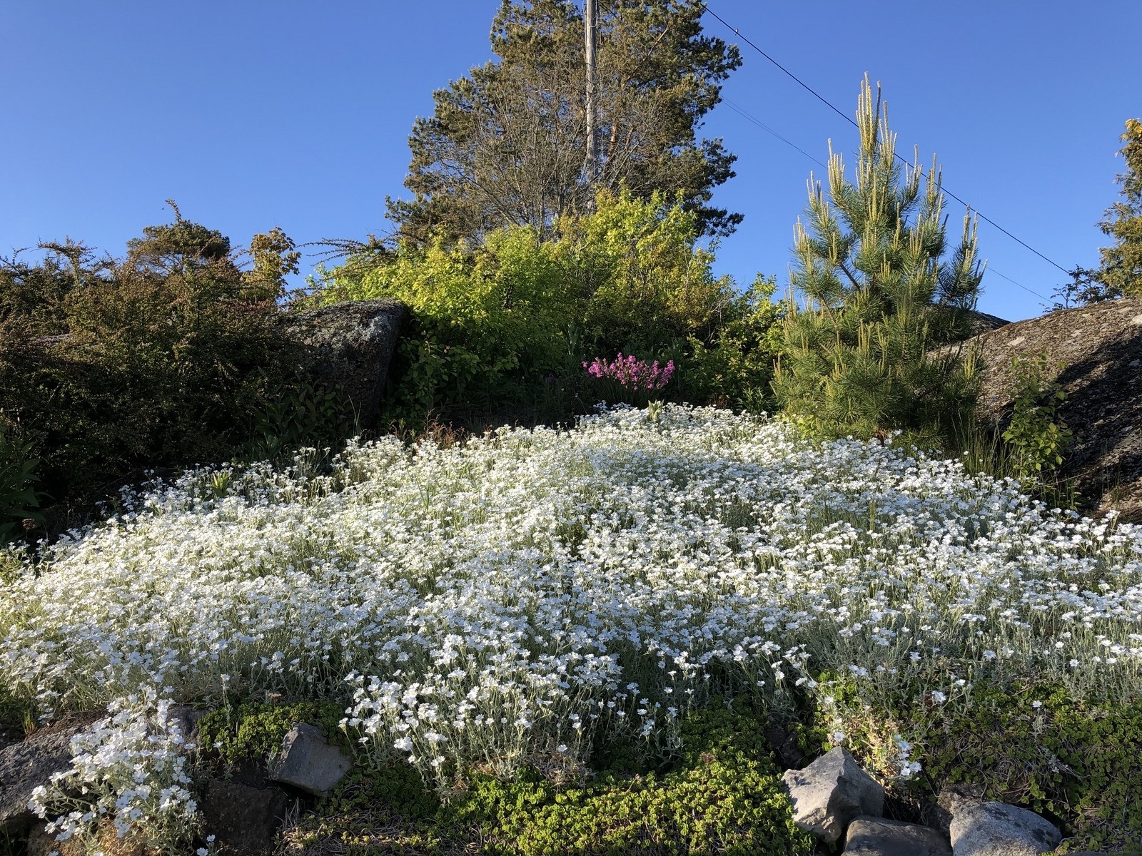 Flott naturtomt. Galleribilde