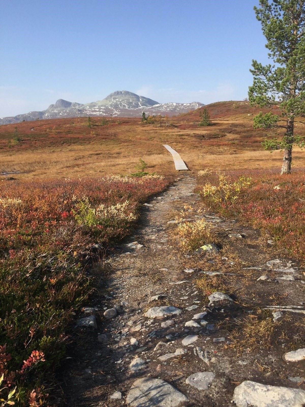 Bilde fra naturen i området Galleribilde