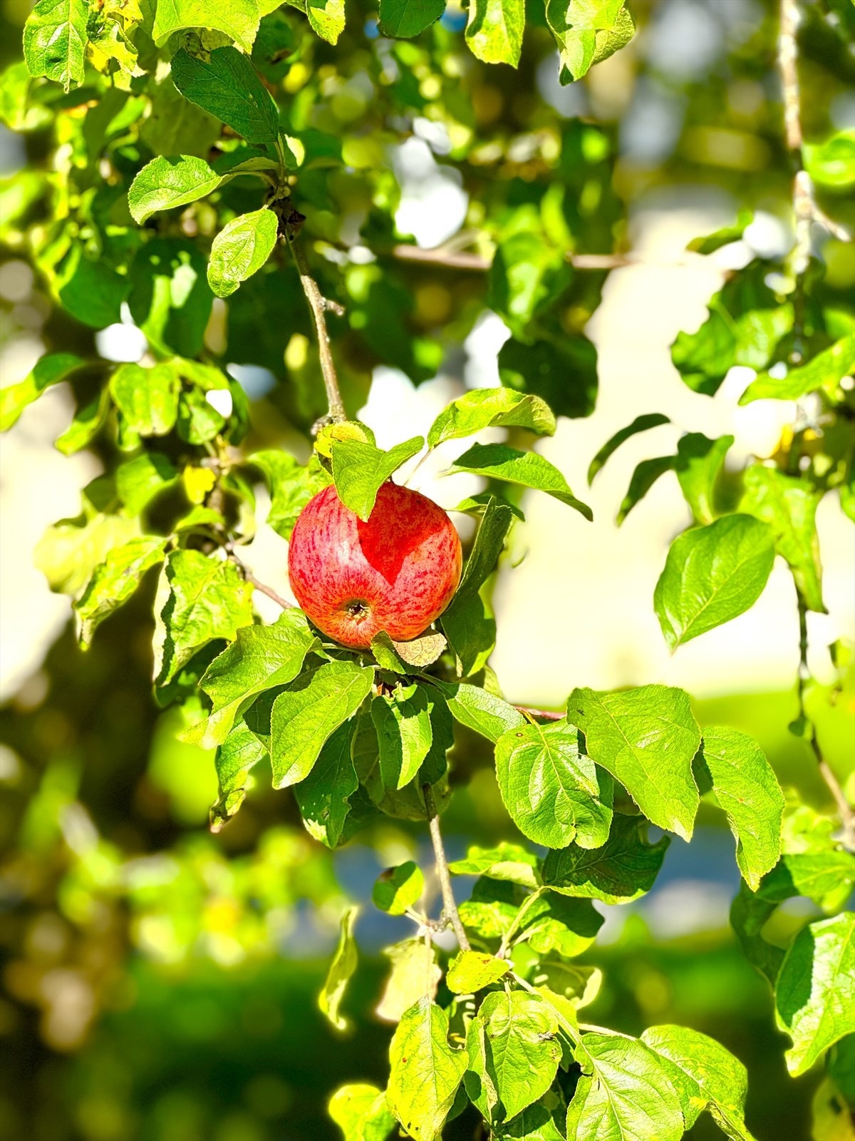 Selgers eget foto Galleribilde