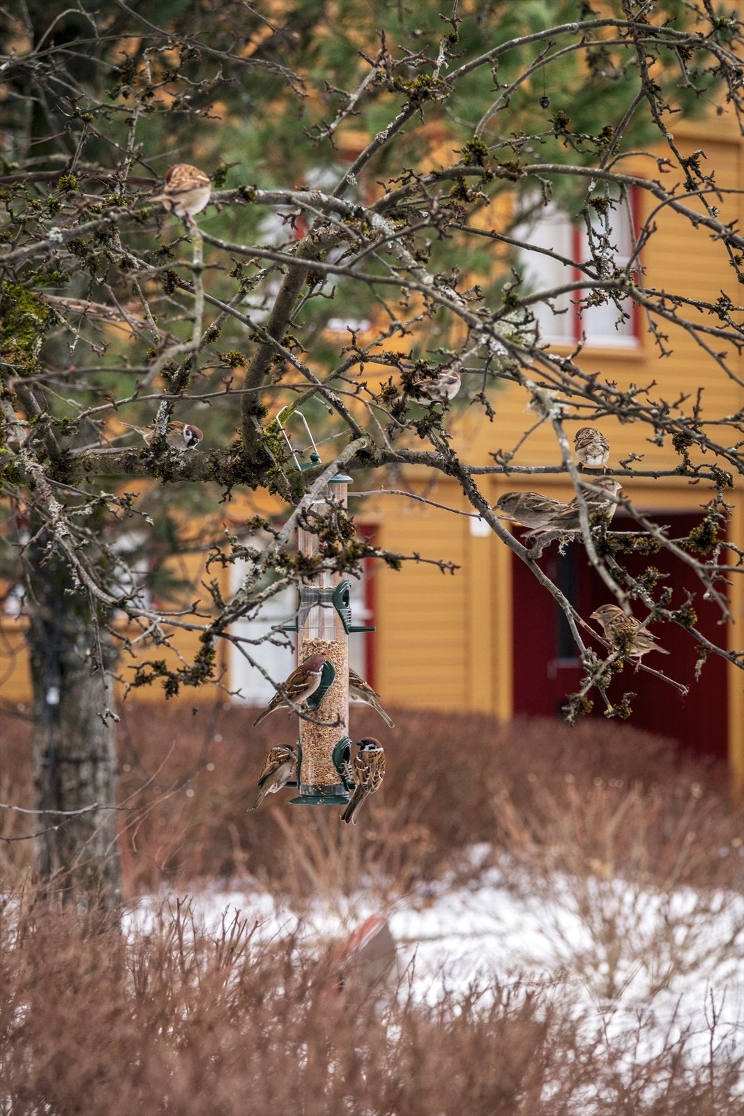 fugler01 Galleribilde