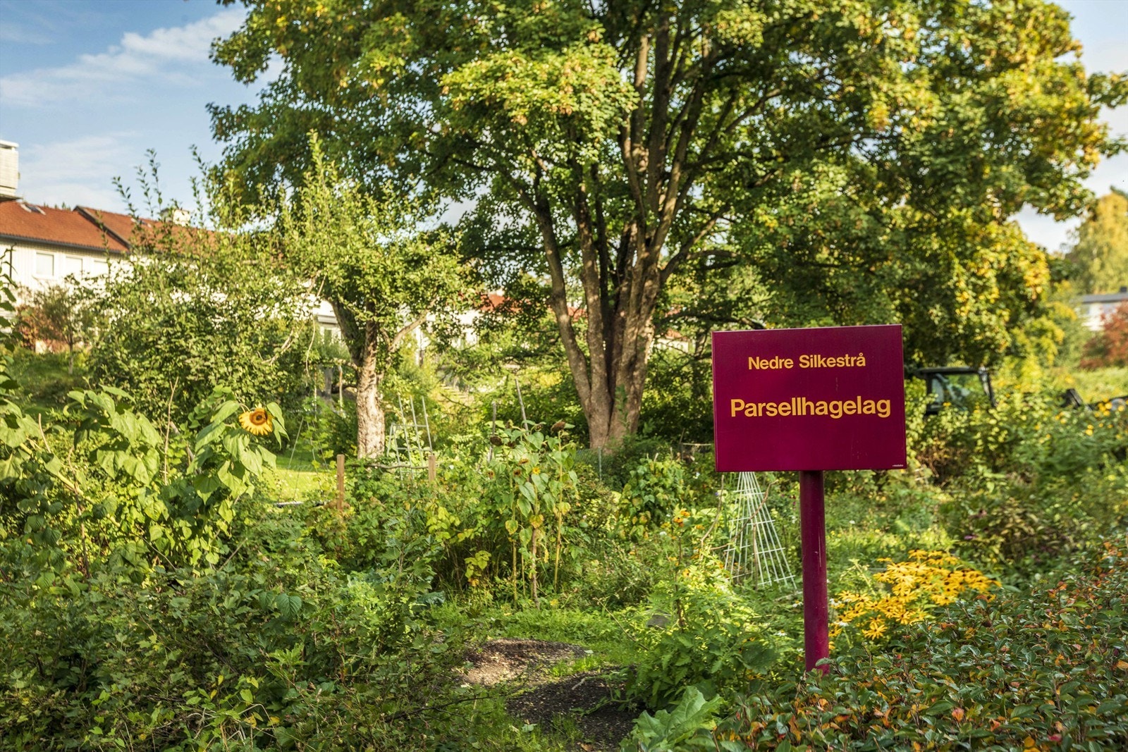 Det er mulig å leie parsell i borettslagets parsellhage Galleribilde