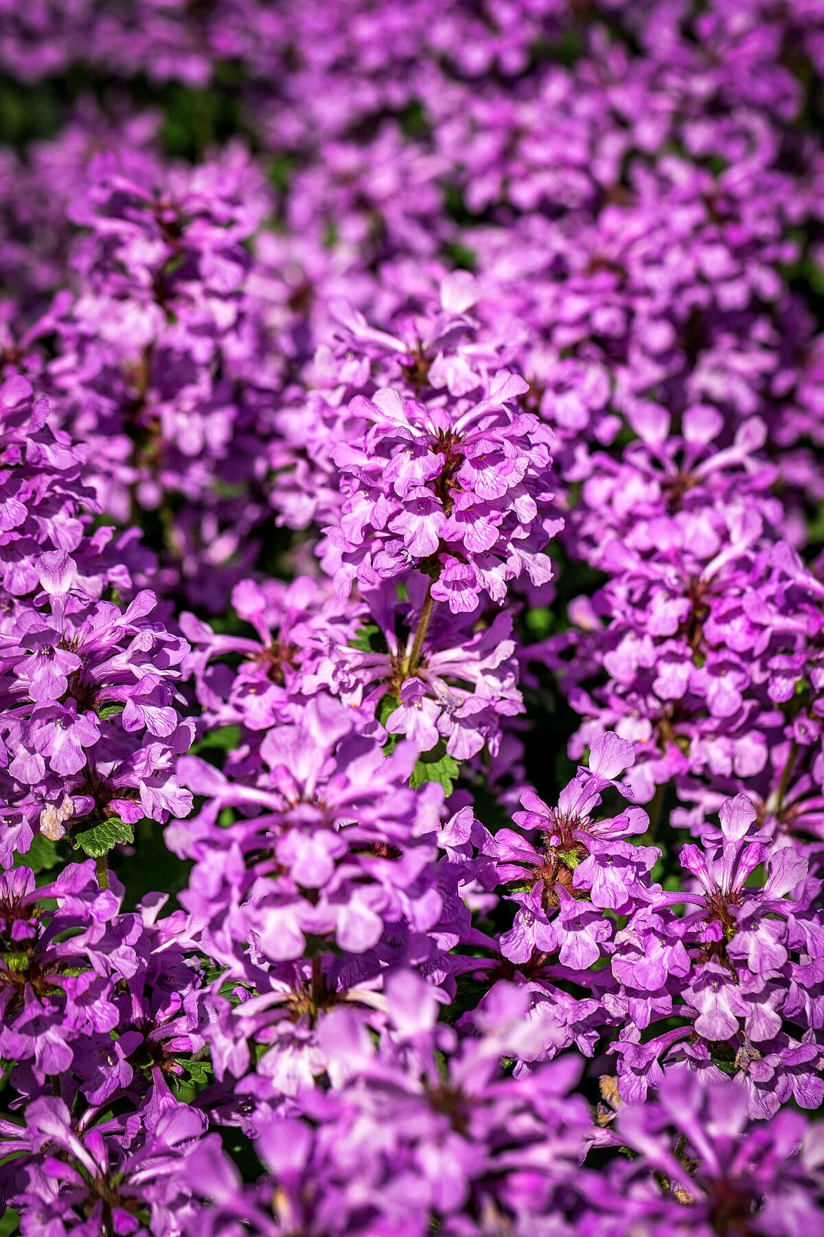 Detaljer fra hagen i sommerdrakt Galleribilde