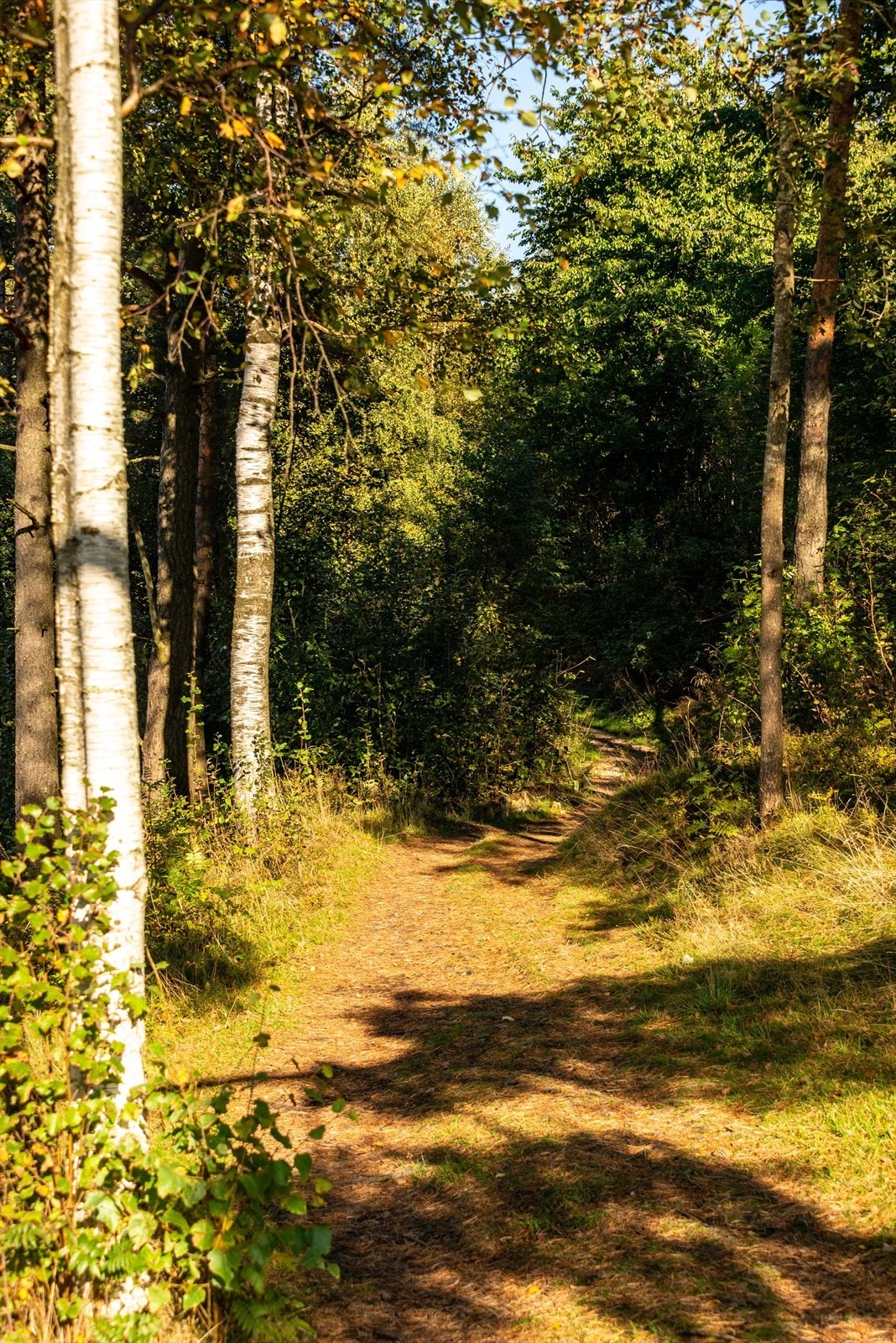 Stier gjennom skogsområdet gir mulighet for turer i naturskjønne omgivelser. Galleribilde