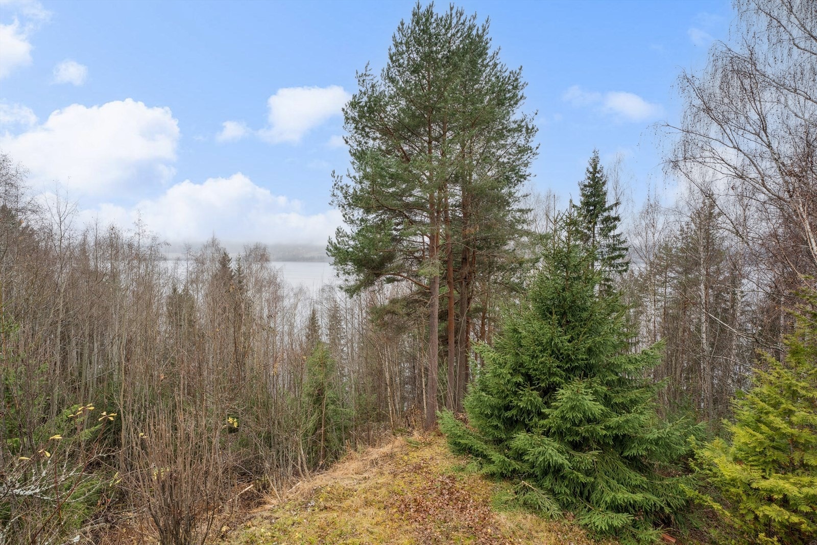 Det er mulighet for å hogge skog for å få frem utsikten. Selger opplyser at dette er muntlig bekreftet fra nabo. Galleribilde