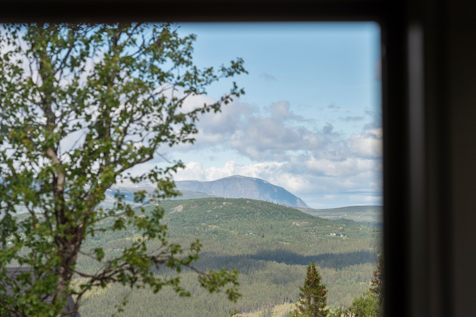 Utsikt fra hytten sommerstid Galleribilde