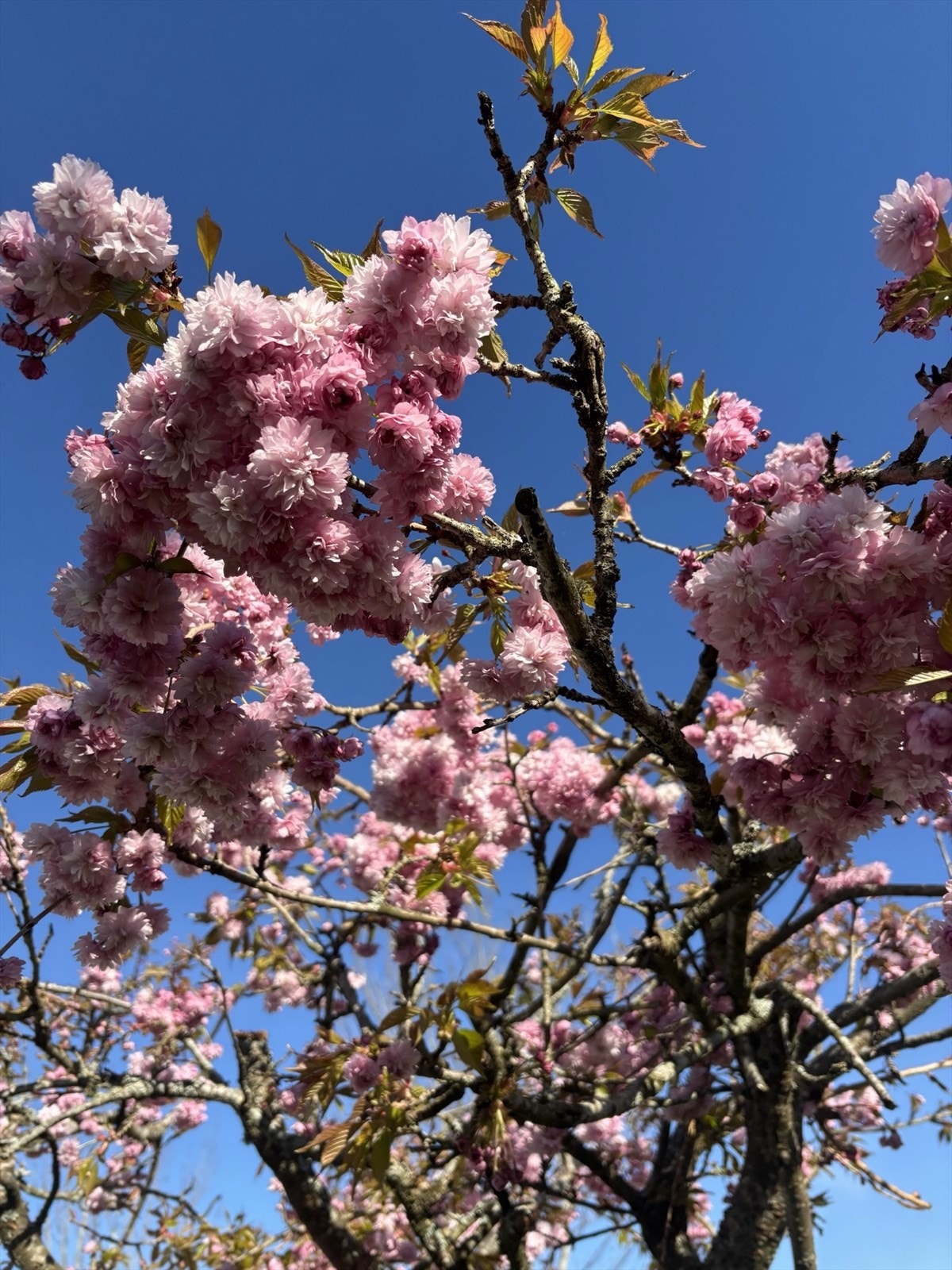 Selgers bilde Galleribilde