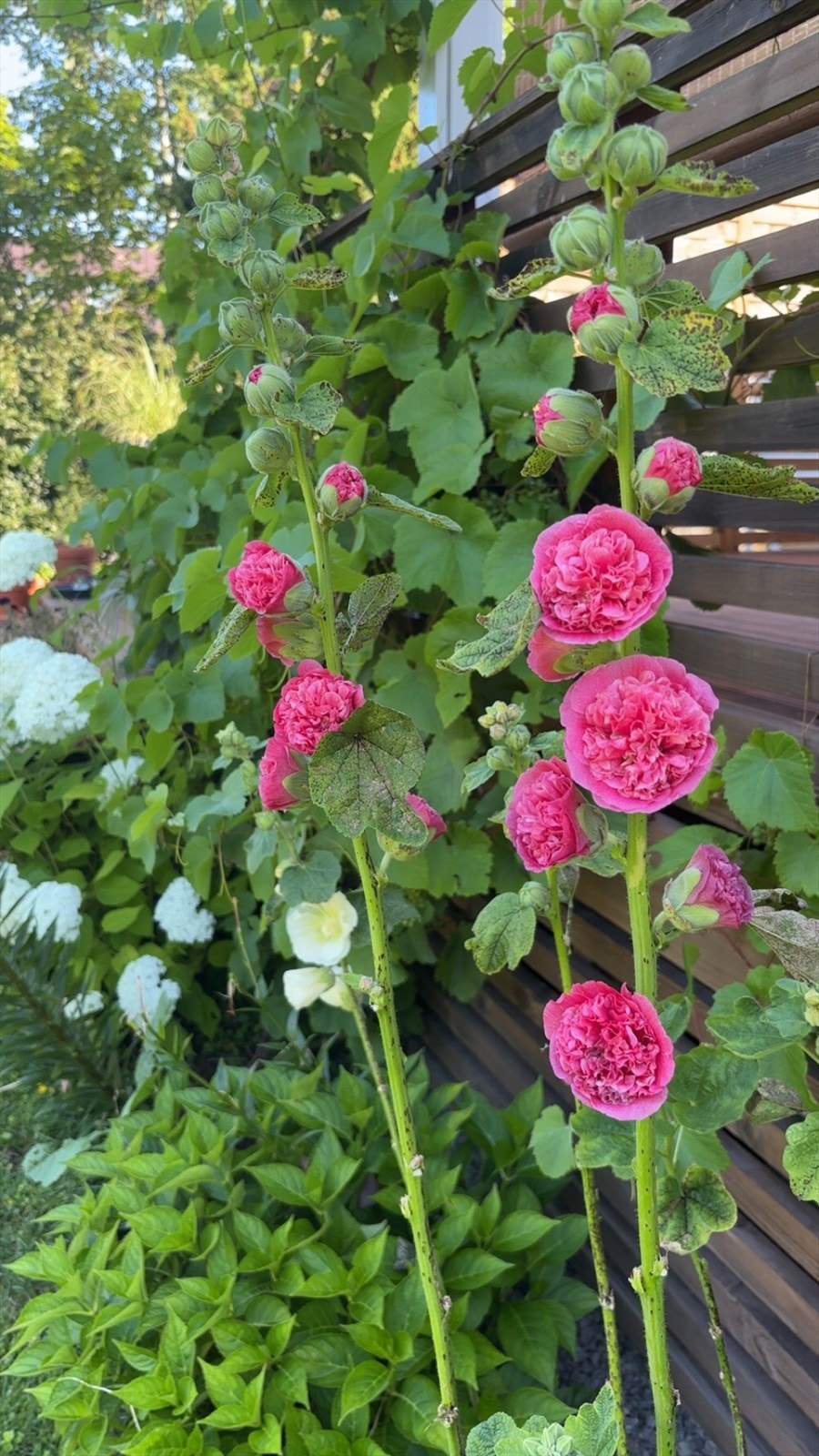 Selgers bilde av den frodige hagen Galleribilde