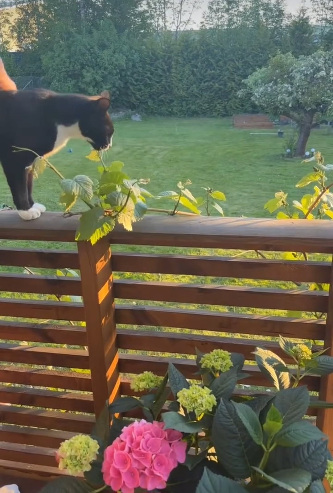 Selgers bilde, her slynger drueplanten seg oppover Galleribilde