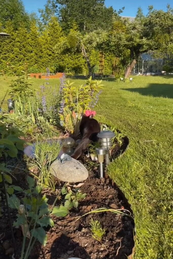 Selgers bilde - koselig dam i hagen Galleribilde