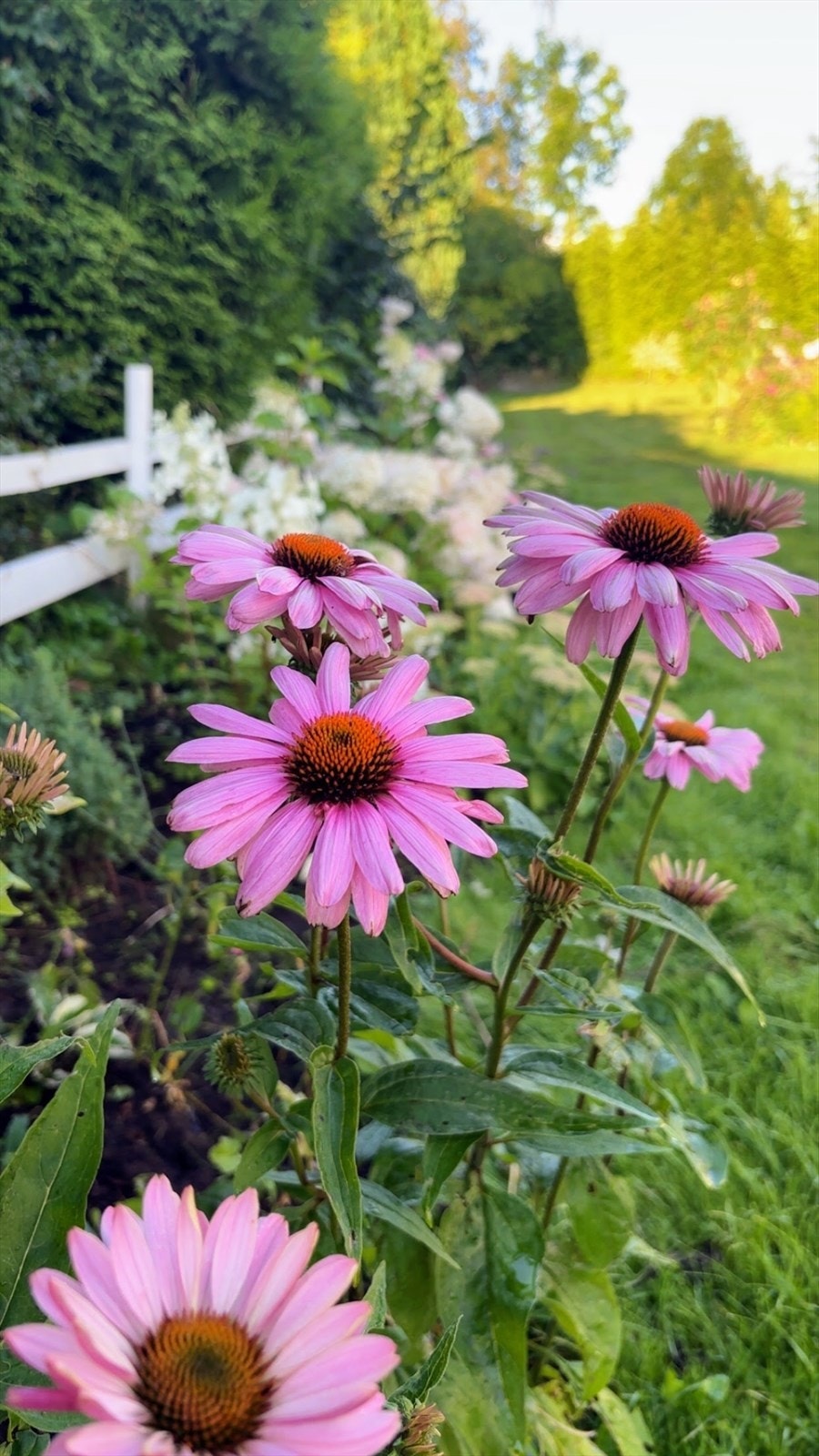 Selgers bilde Galleribilde