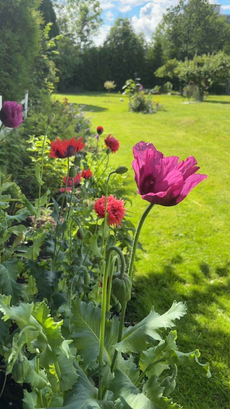Selgers bilde av hagen Galleribilde