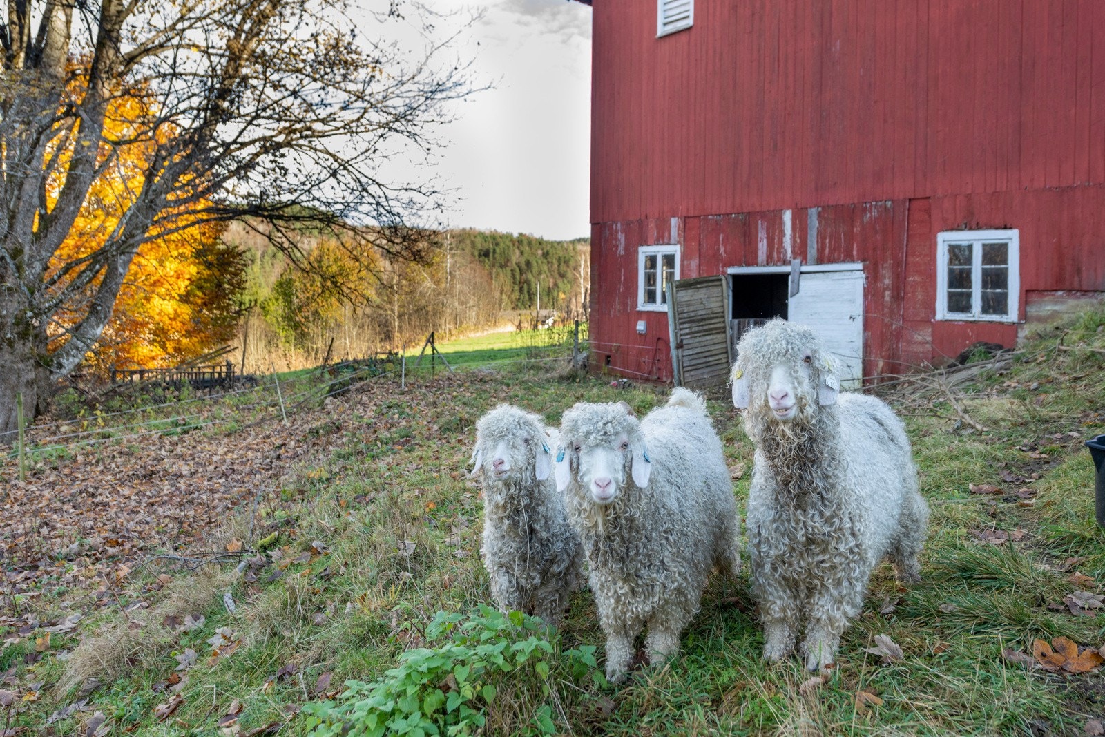 Geiter på tunet Galleribilde