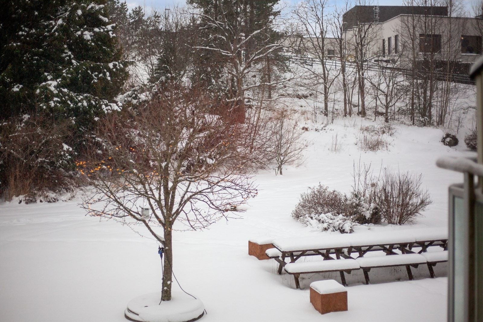 Felles hageanlegg med plen, beplantninger og sosial sone med sittebenker. Galleribilde