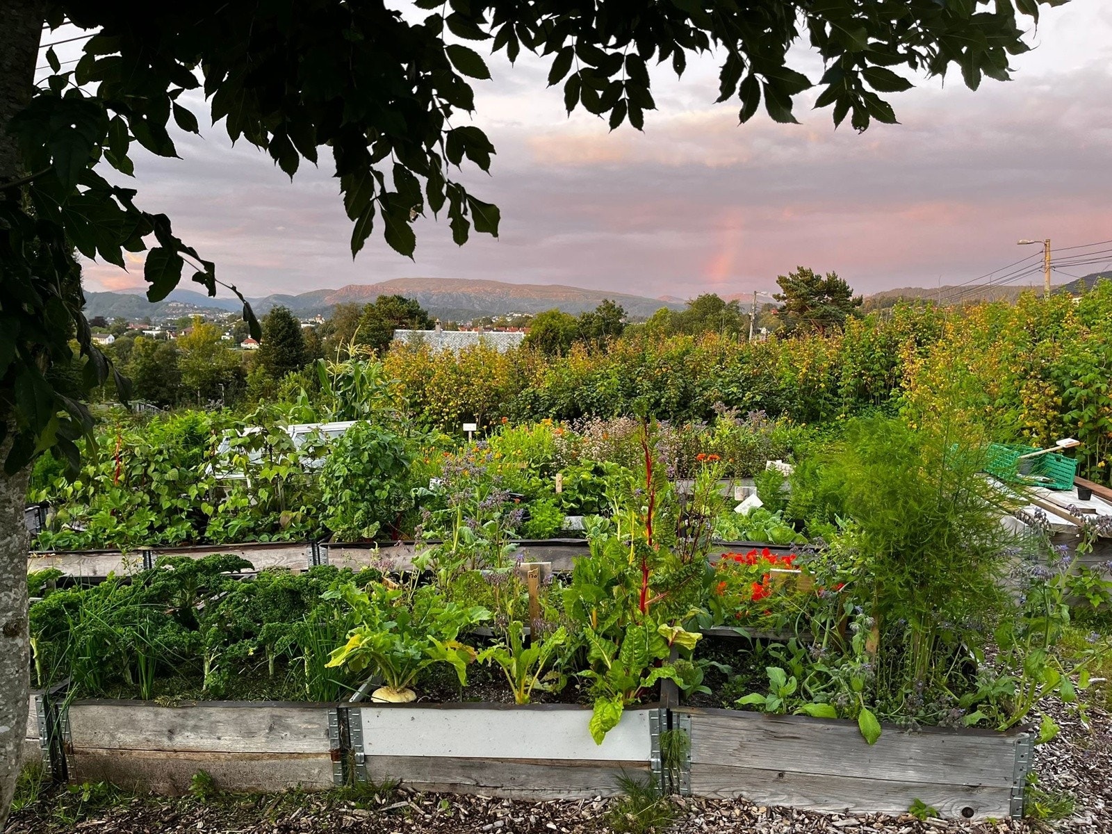 - Kolonihagene er et populært samlingspunkt gjennom sesongen - her spirer både planter og fellesskap - Galleribilde