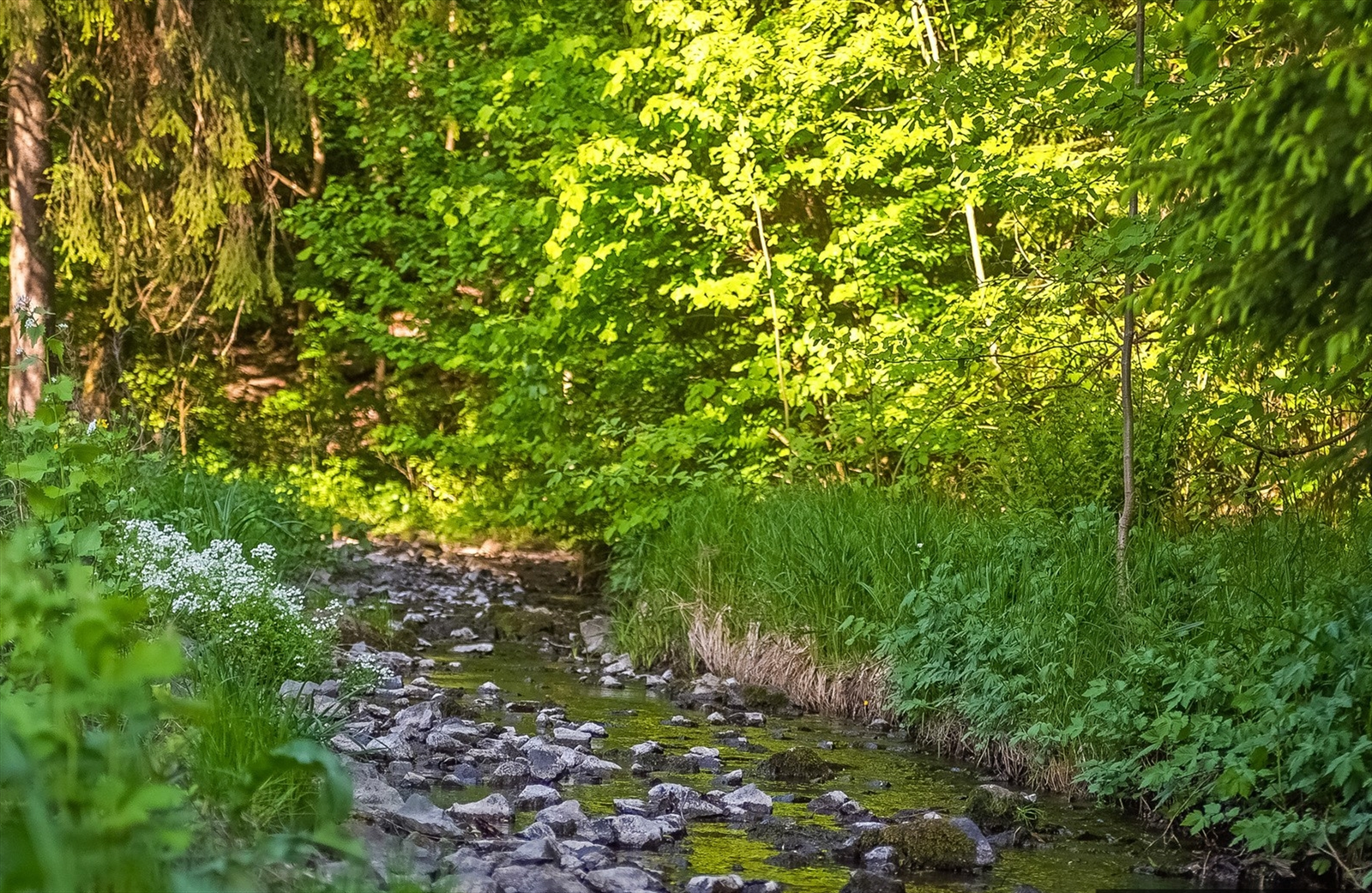 Lillomarka i umiddelbar nærhet med badevann, lysløyper og flotte turmuligheter hele året. Galleribilde