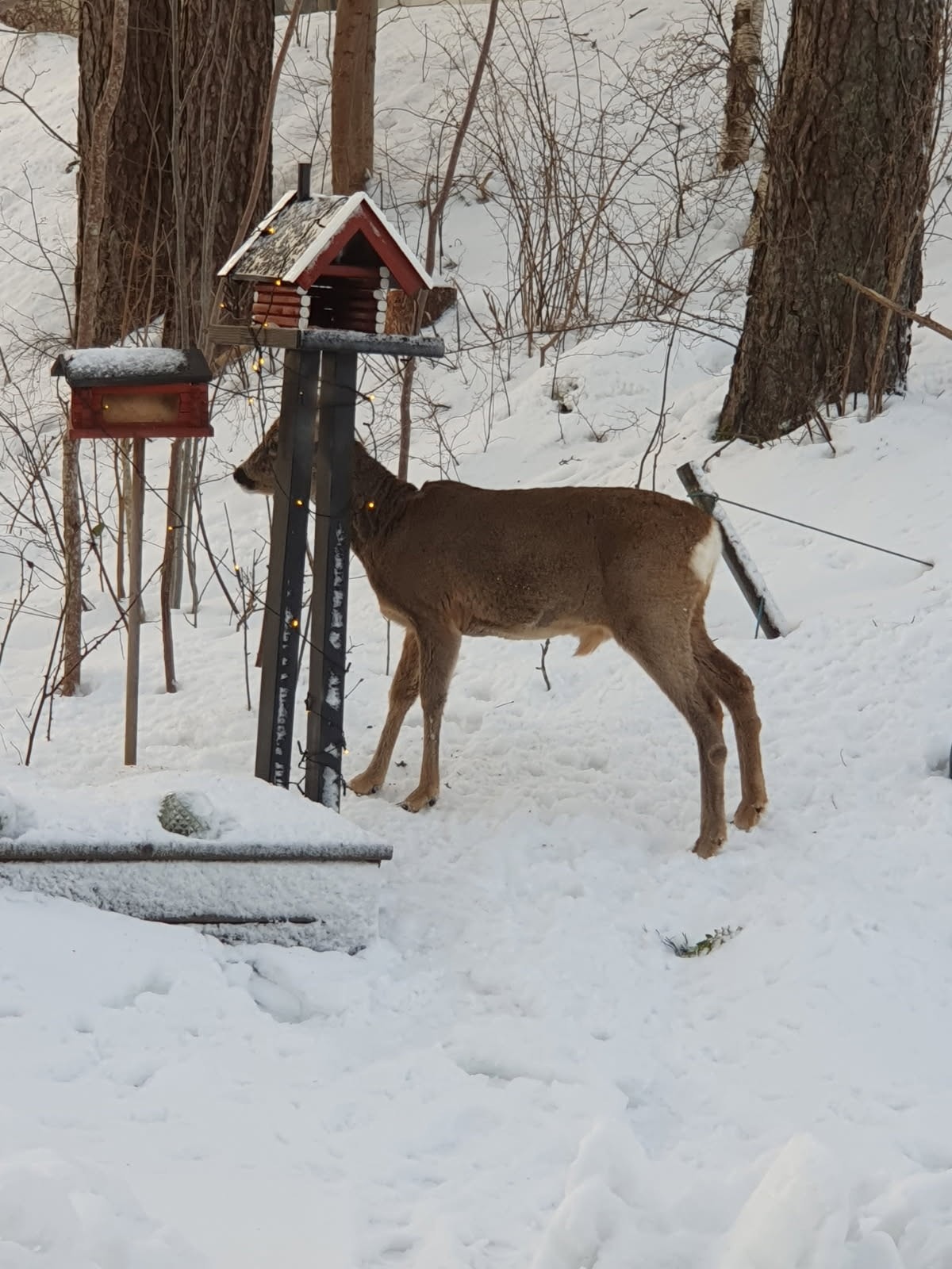 Selv om boligen ligger meget sentralt, lar ikke rådyrene seg stoppe fra å ta turen innom hagen med jevne mellomrom. Galleribilde
