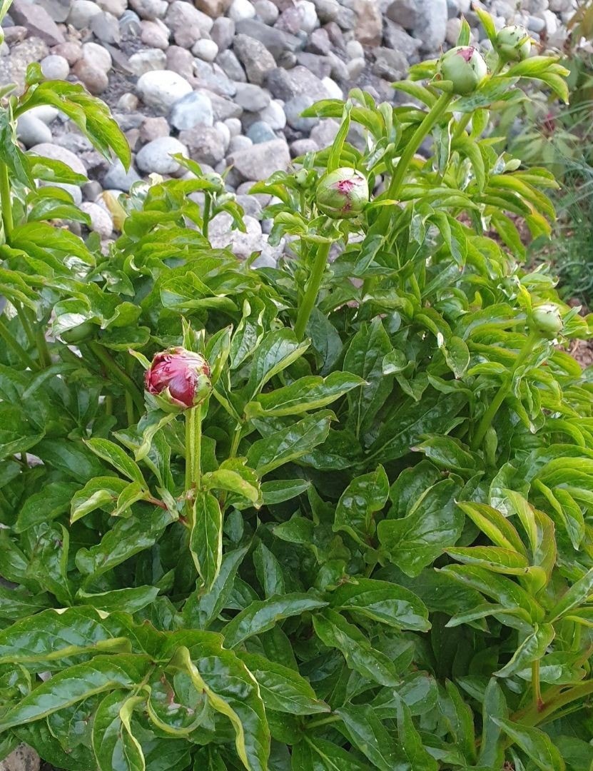 I en av de mange blomsterbedene vil vakre pioner blomstre frem. Galleribilde