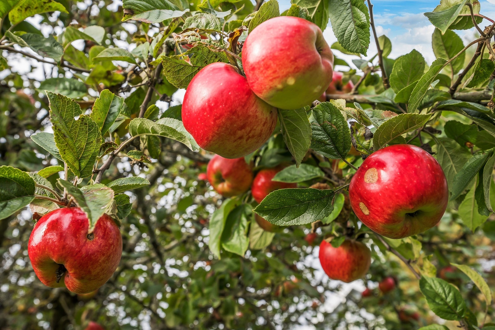 Pen og lettstelt hage - eiet tomt på 766 kvm Galleribilde