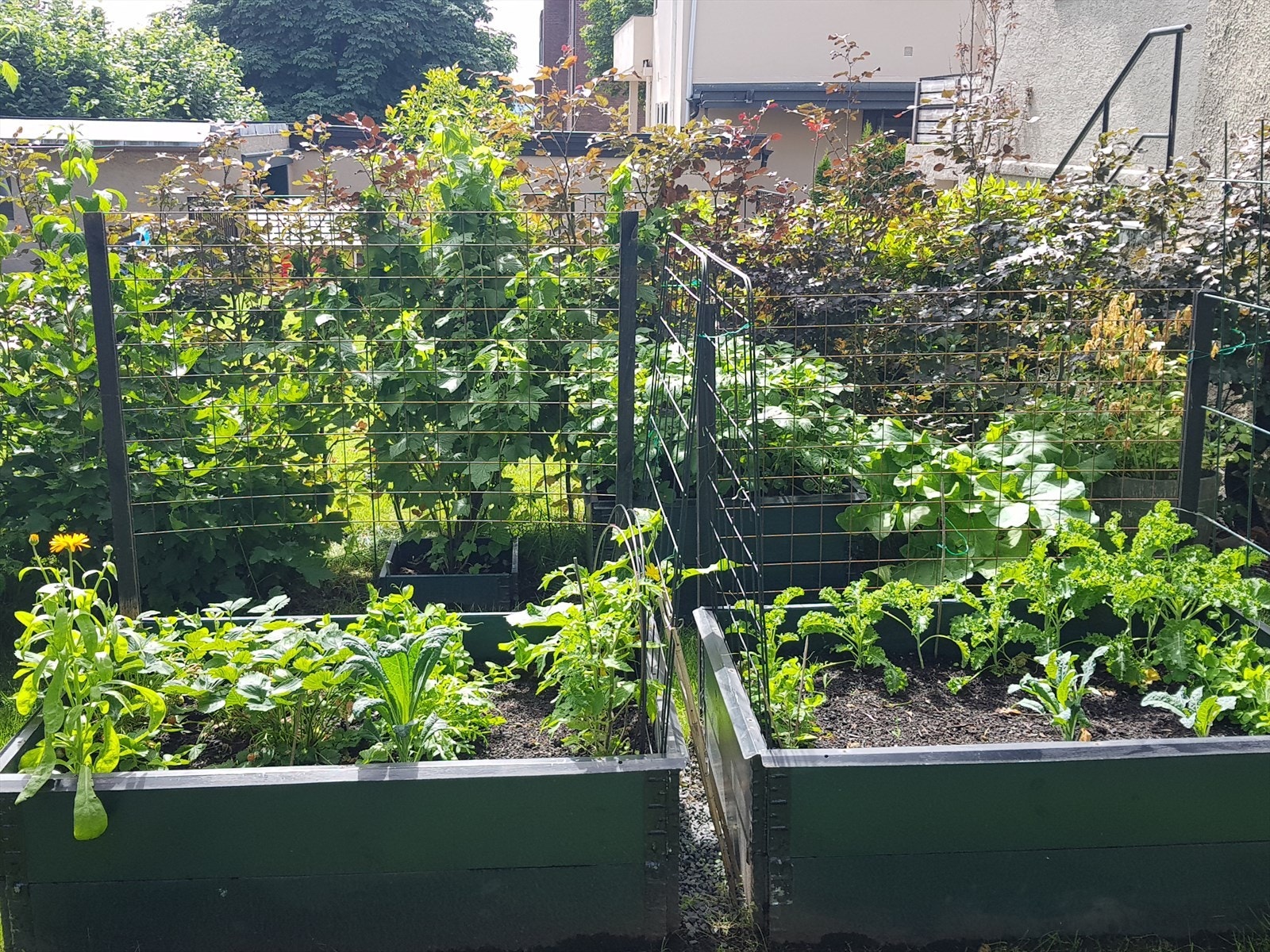 Plantekasser gir gode muligheter for kjøkkenhage og egen dyrking (selgers private bilde). Galleribilde