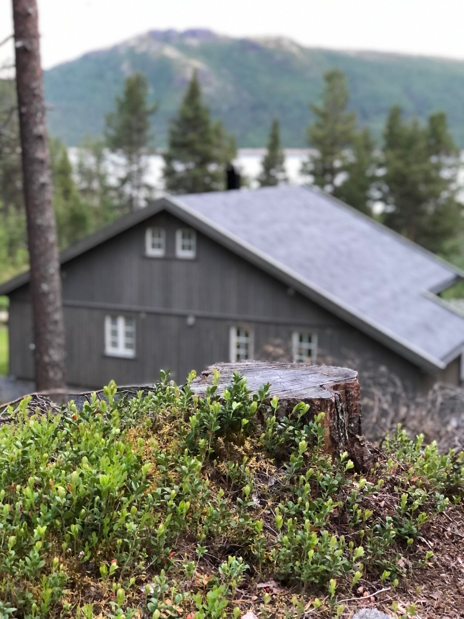 Flotte muligheter for bærplukking – både blåbær og tyttebær i sesong Galleribilde