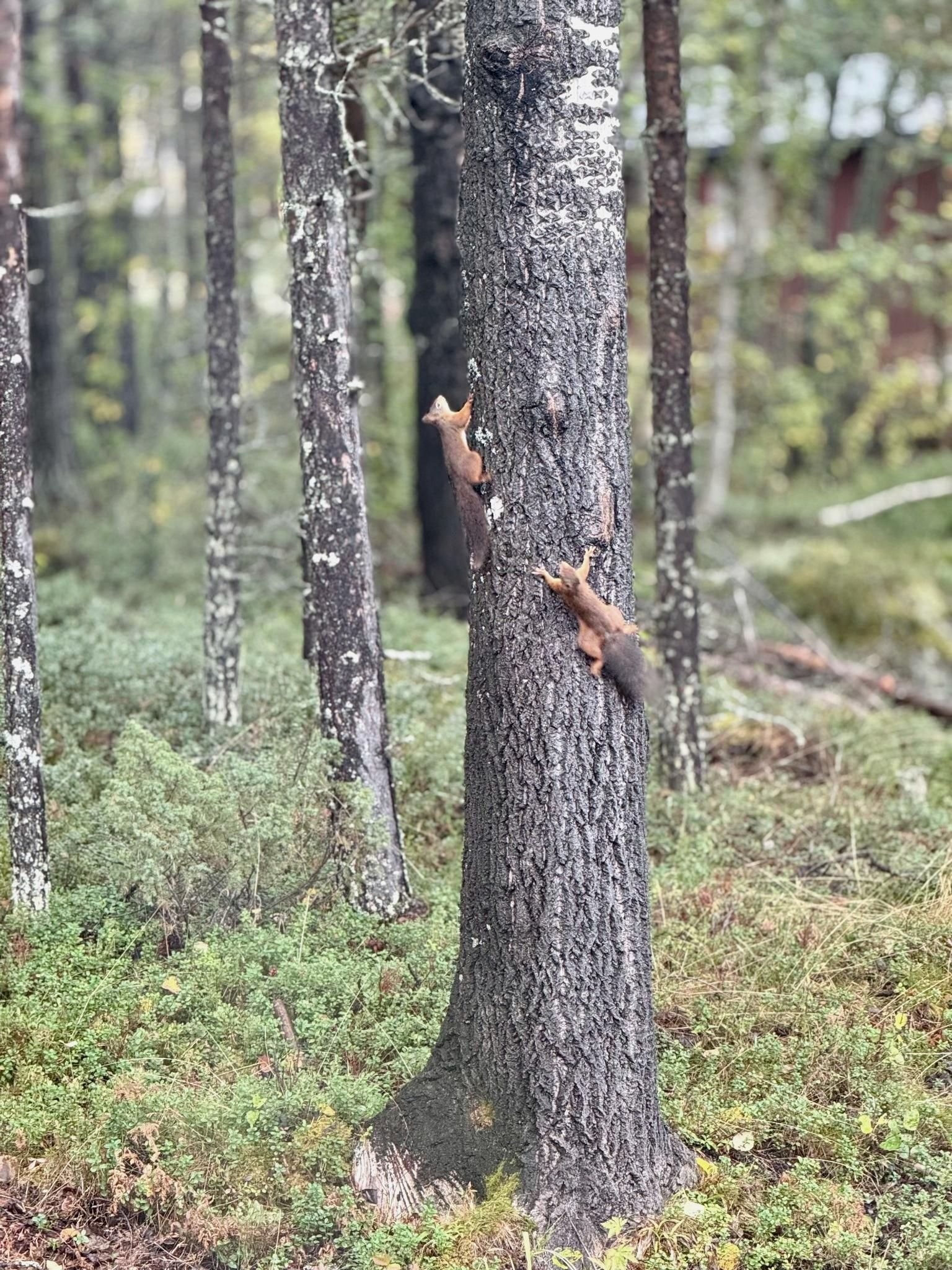 Et sted der natur og dyreliv kommer helt innpå Galleribilde