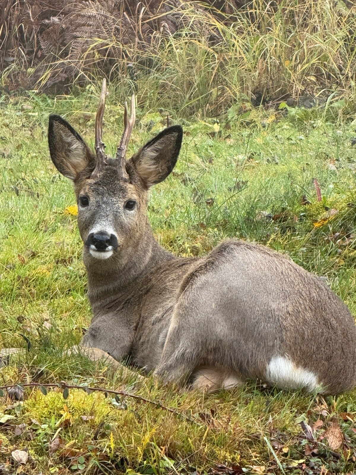 Selger fikk lov til å ta med bilde av den nærmeste naboen, som noen ganger tar seg til rette og sover over bak huset! Galleribilde