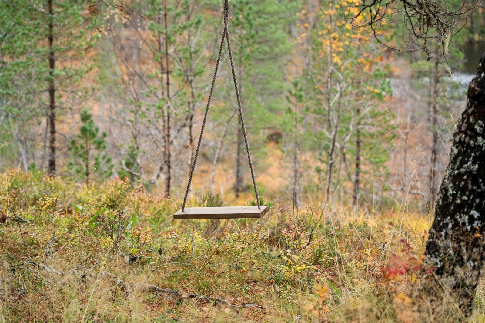 disser/husker Galleribilde