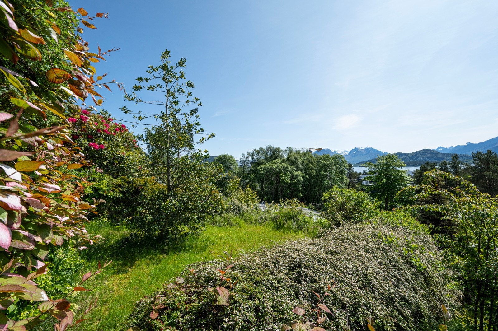 Det er en rekke forskjellige buskevekster på eiendommen. Galleribilde