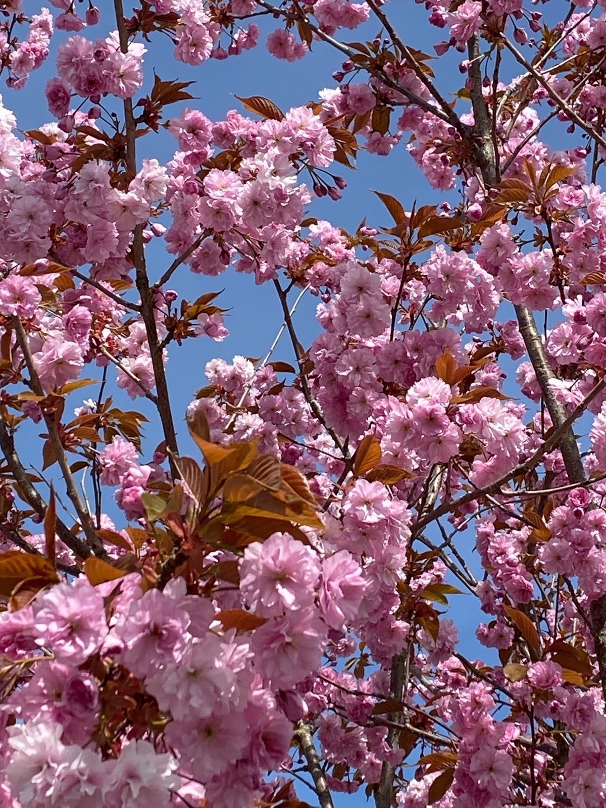 Privat bilde Galleribilde