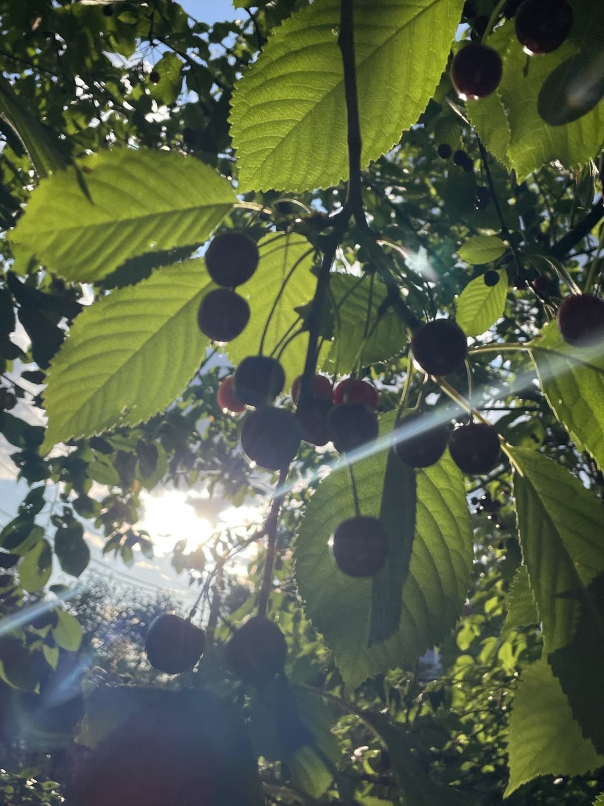 Hage med frukt og bær - bilde tatt av eier Galleribilde