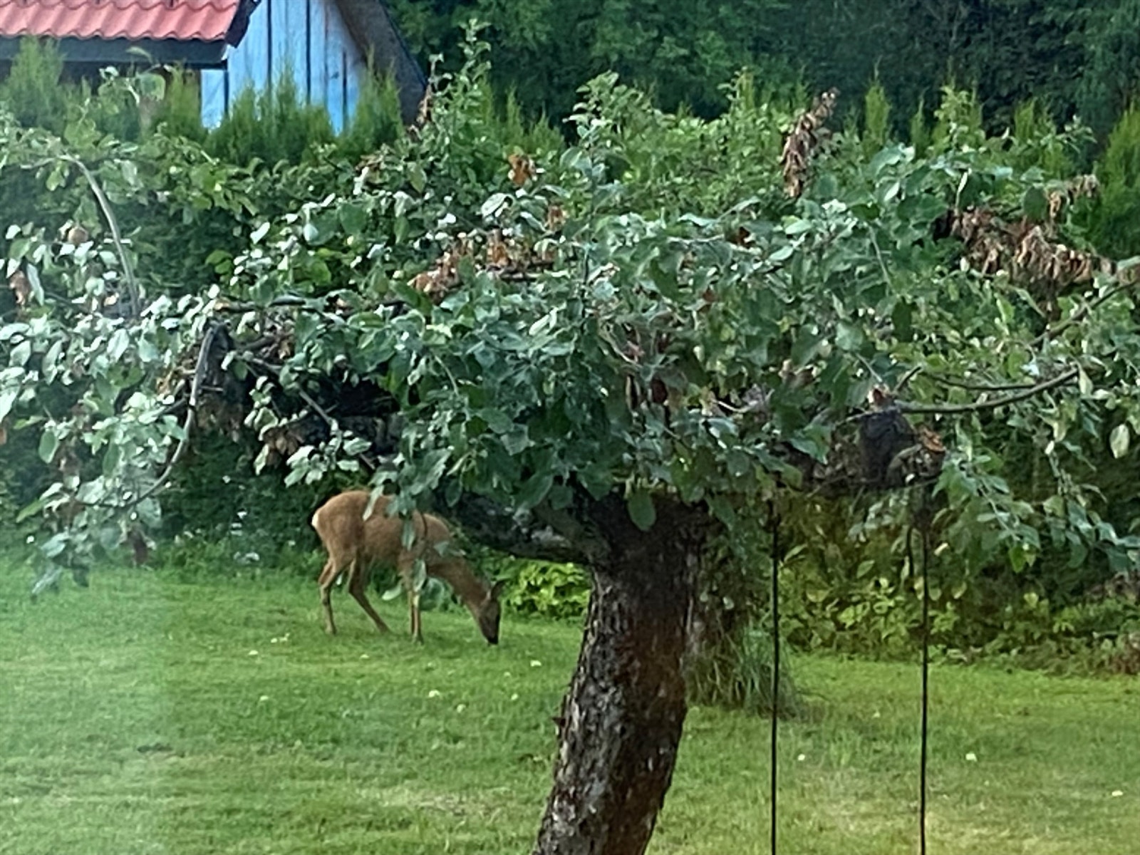 Sommerbilde (selgers bilde) Galleribilde