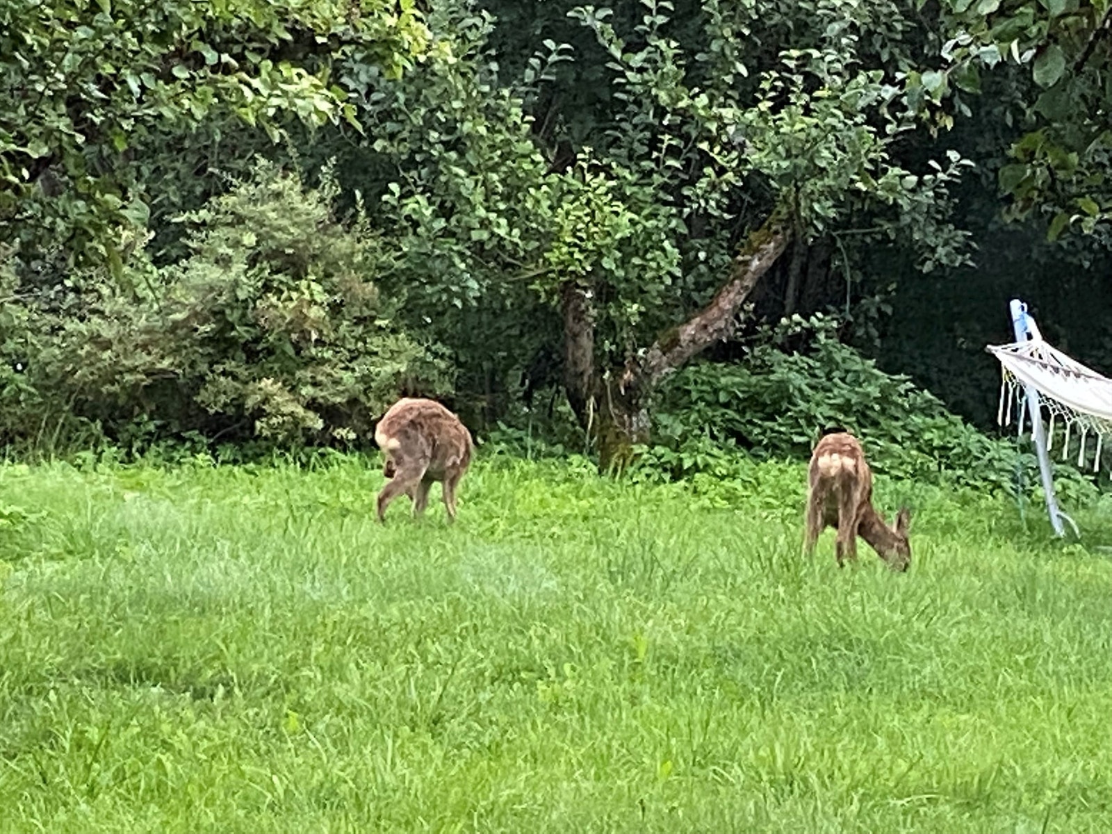 Sommerbilde (selgers bilde) Galleribilde