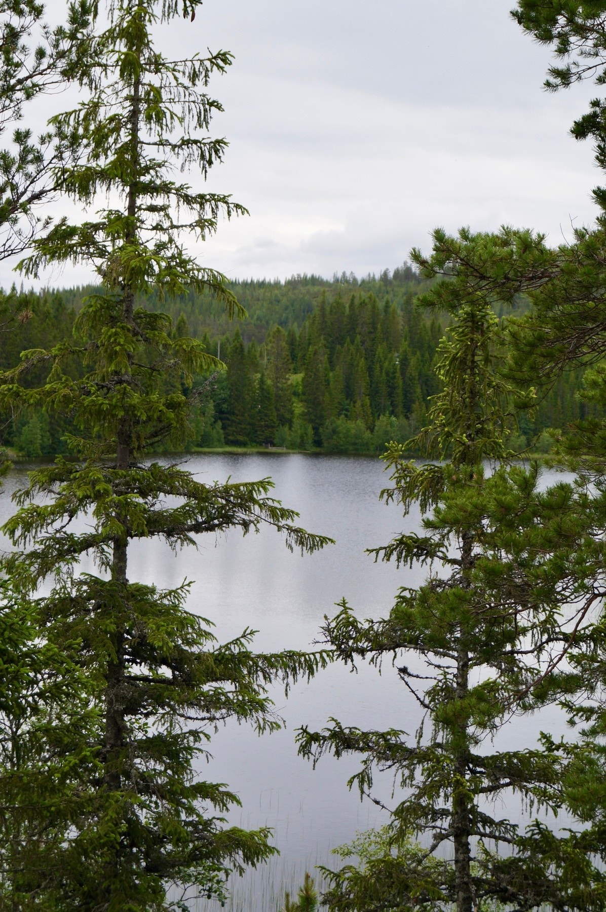 Haugatjønna. Galleribilde