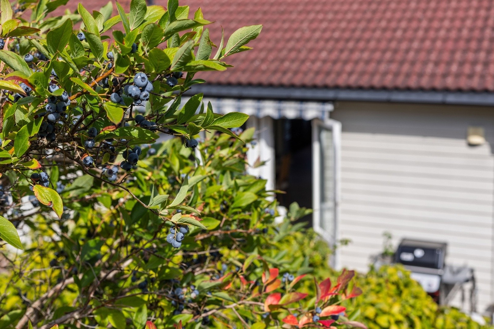 Tett på naturen. Galleribilde