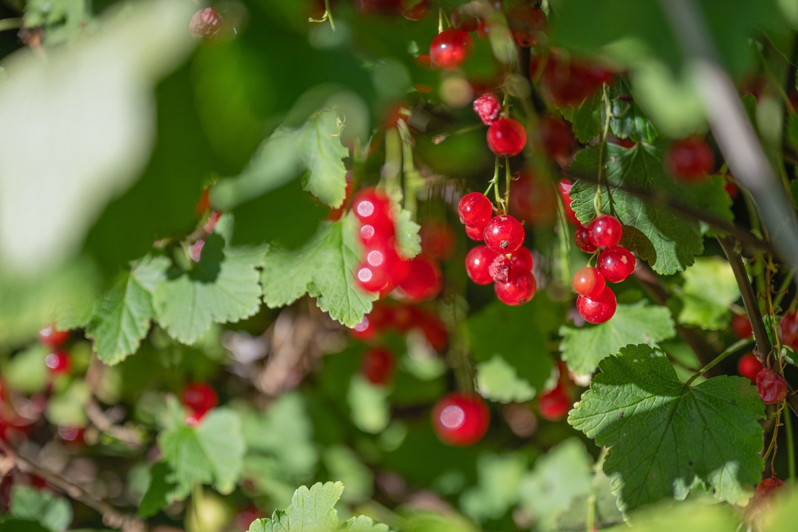 Detaljbilde. Galleribilde