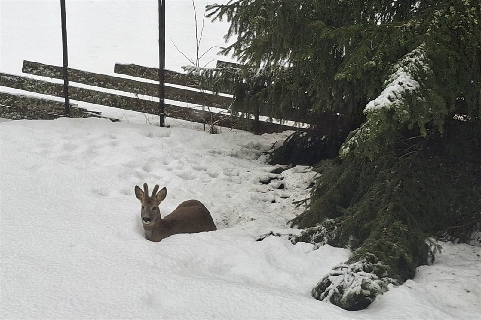 Rådyr i hagen. Galleribilde