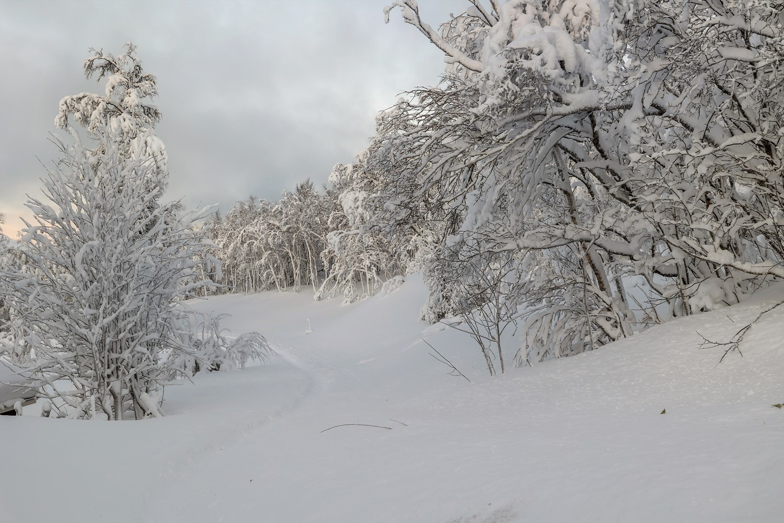 Grenser til Tromsømarka Galleribilde