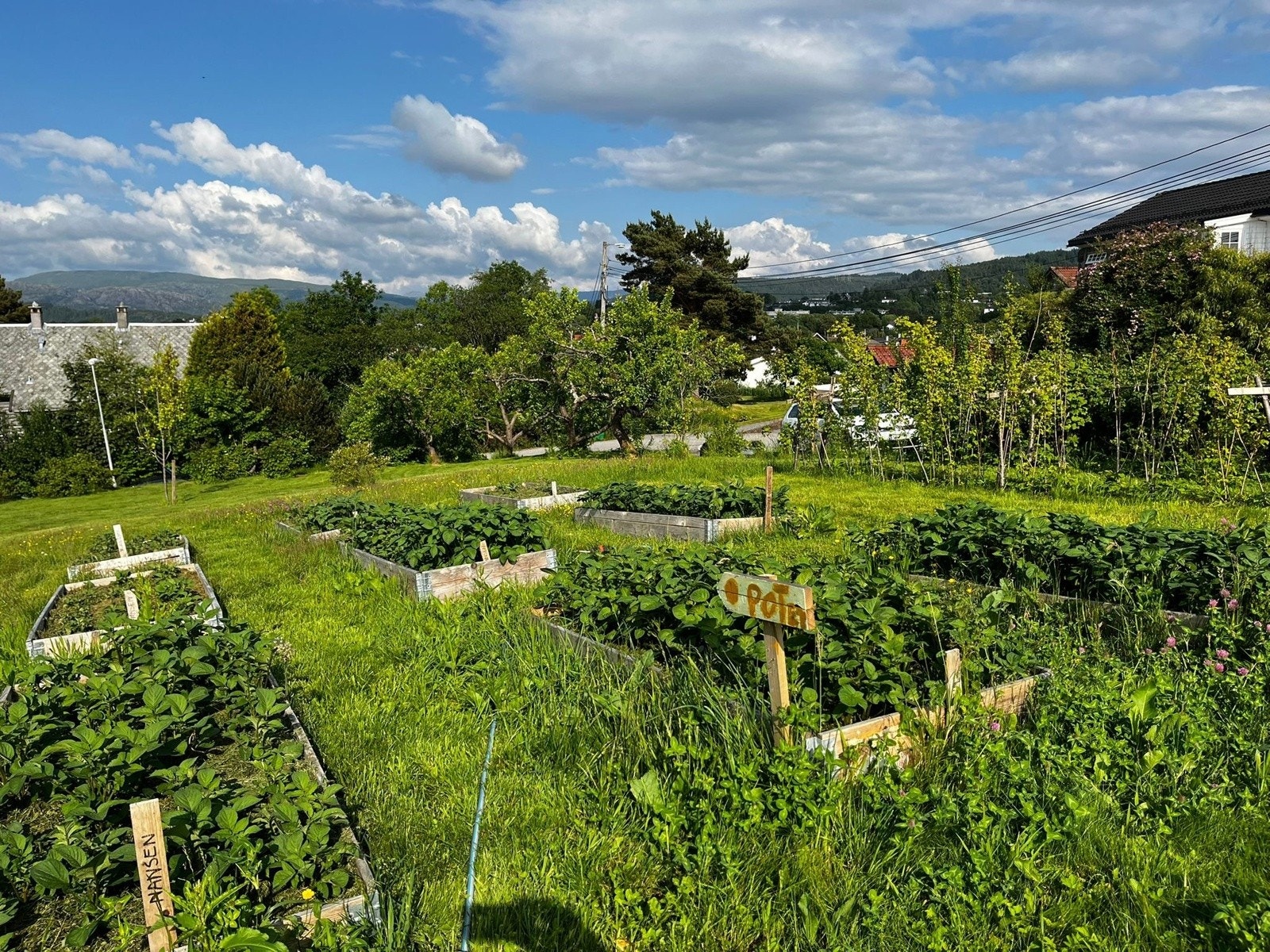 - Trivelige felles hageparseller skaper både dyrkeglede og godt naboskap - Galleribilde
