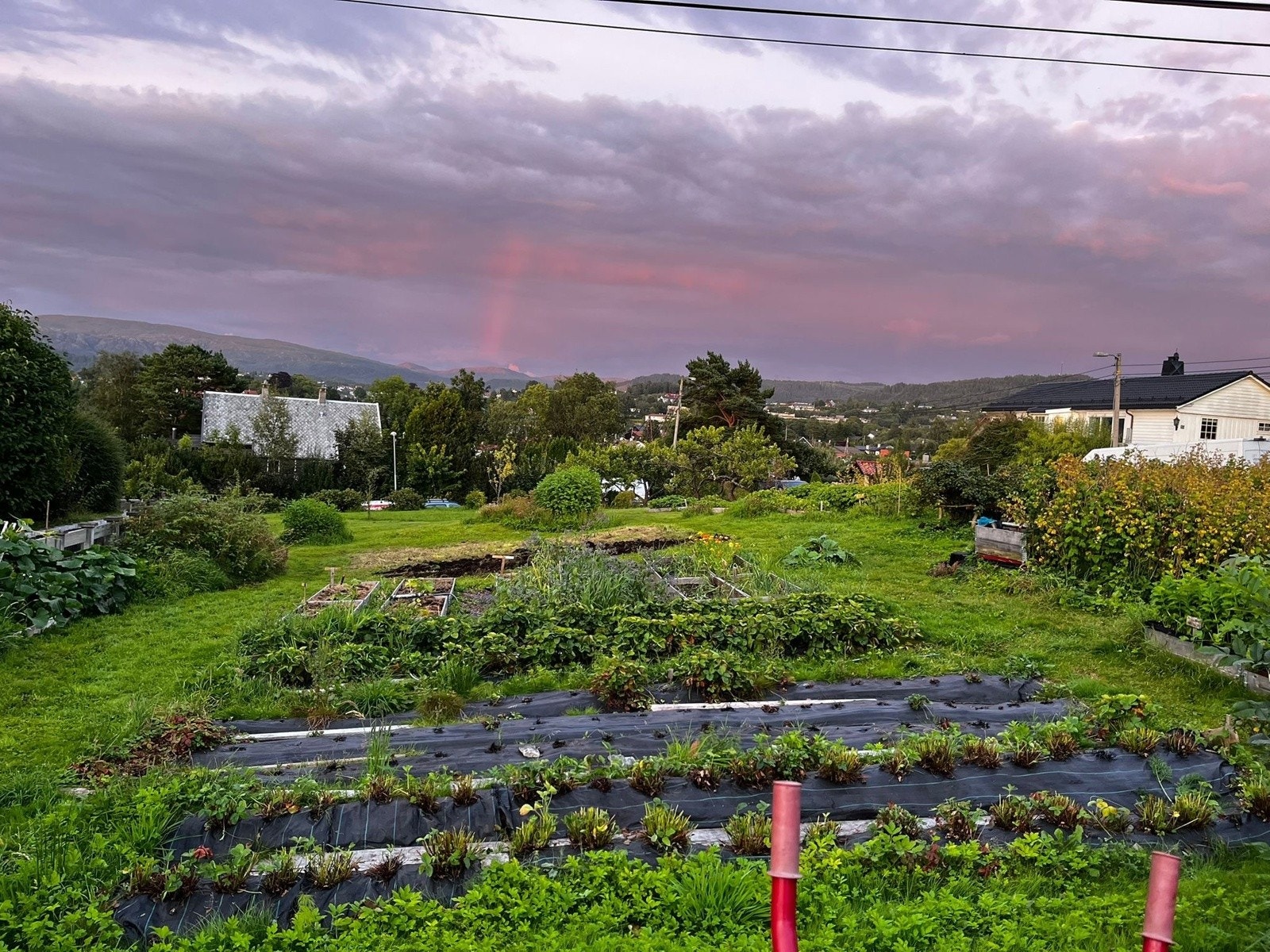 - Velstelte kolonihager med solrike bed og frodige vekster gir borettslaget et grønt og levende preg - Galleribilde