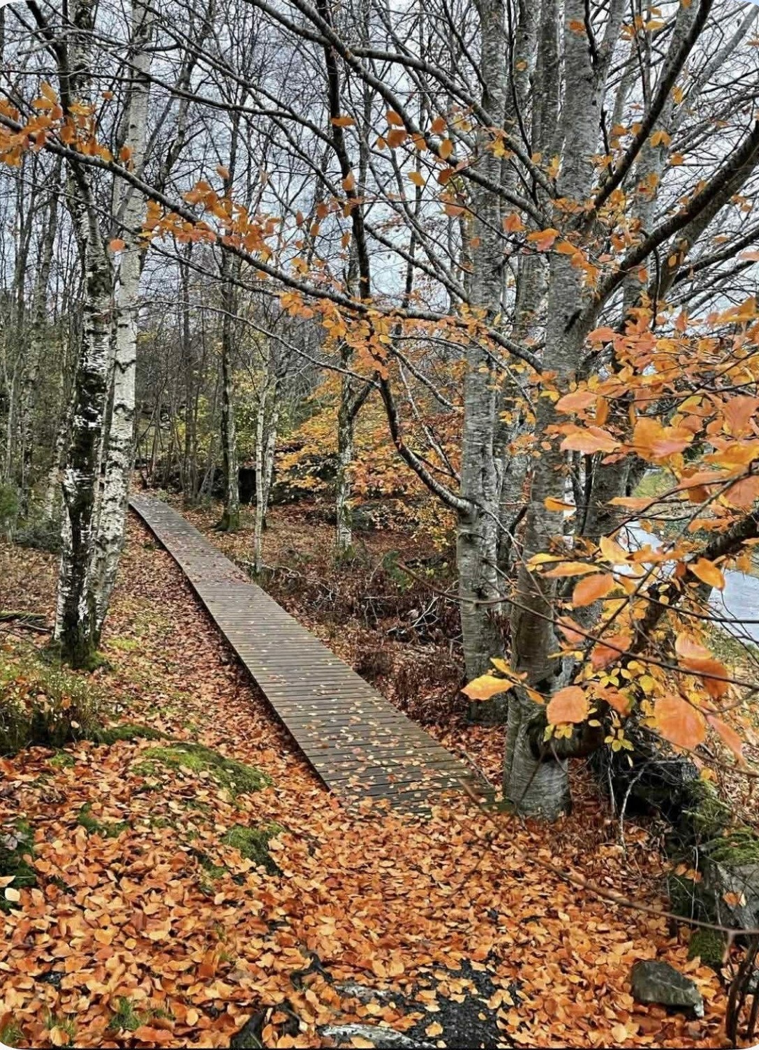 Selgers bilde Galleribilde