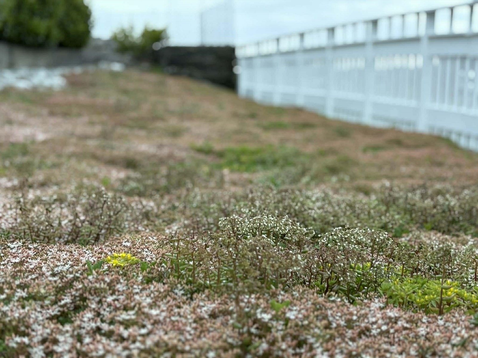 Selgers bilde Galleribilde