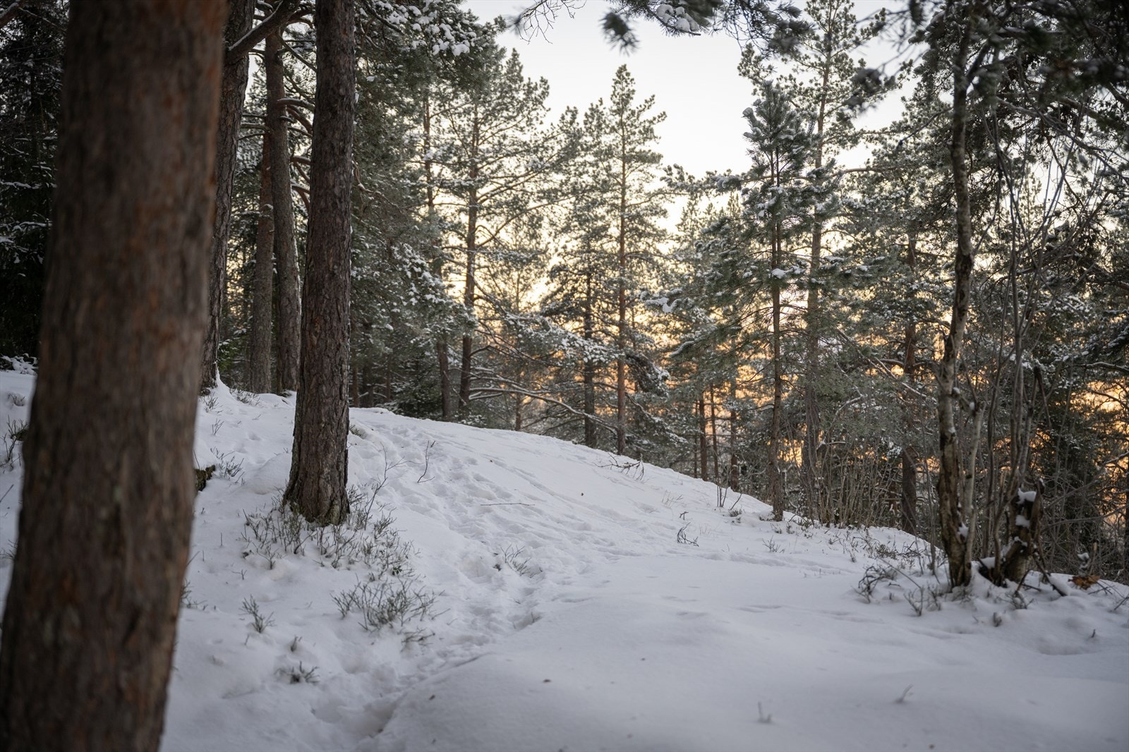 Granskog og skråning med nydelig utsikt. Galleribilde